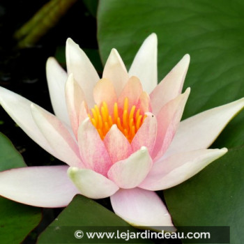 NYMPHAEA &#039;J.C.N. Forestier&#039;