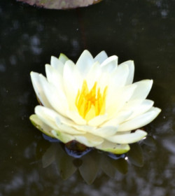 NYMPHAEA 'Lemon Chiffon'