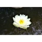 NYMPHAEA 'Lemon Chiffon'