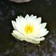 NYMPHAEA 'Lemon Chiffon'