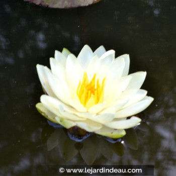 NYMPHAEA &#039;Lemon Chiffon&#039;