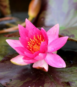 NYMPHAEA 'Lucida'