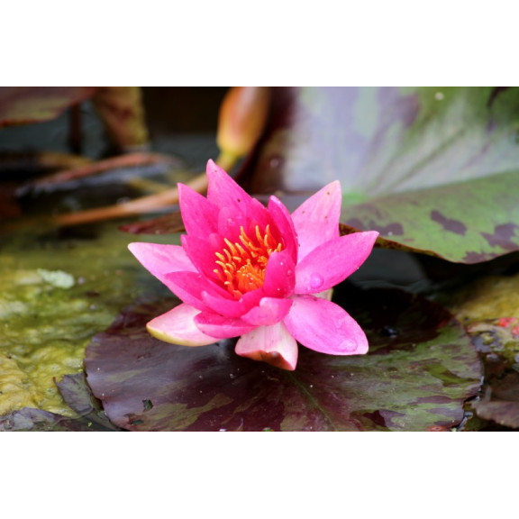 NYMPHAEA 'Lucida'