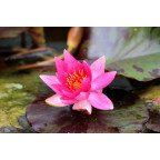 NYMPHAEA 'Lucida'