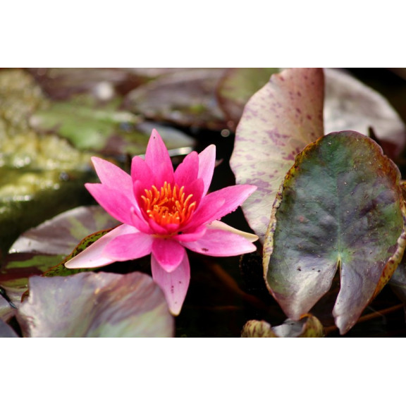 NYMPHAEA 'Lucida'