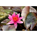 NYMPHAEA 'Lucida'