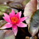 NYMPHAEA 'Lucida'