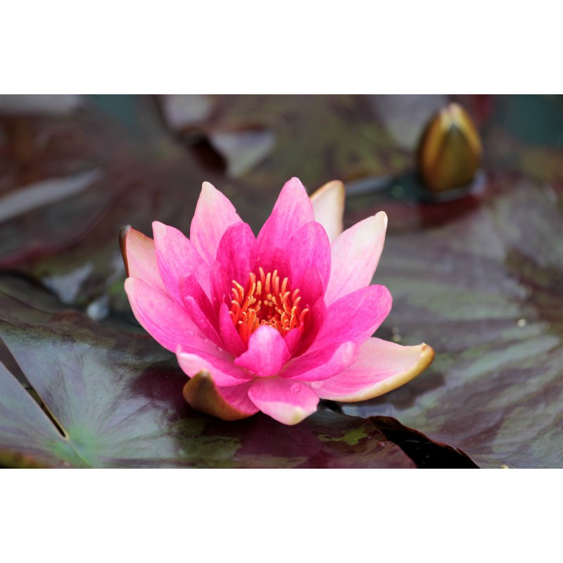 NYMPHAEA 'Lucida'