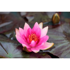 NYMPHAEA 'Lucida'