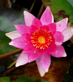 NYMPHAEA 'Lucida'