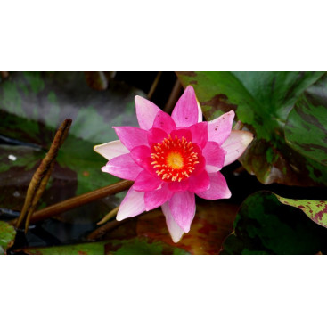 NYMPHAEA \'Lucida\'