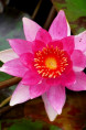 NYMPHAEA 'Lucida'