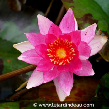 NYMPHAEA &#039;Lucida&#039;