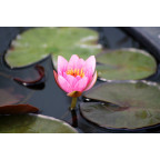 NYMPHAEA 'Maurice Laydeker' NYMPHAEA 'Maurice Laydeker'