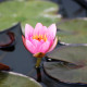 NYMPHAEA 'Maurice Laydeker'