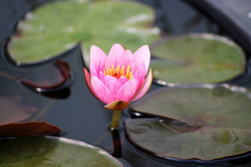 Achat Nymphaea X 'Laydekeri Purpurata' (Nénuphar, rouge pourpre)