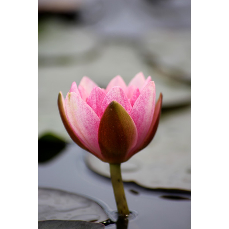 NYMPHAEA 'Maurice Laydeker' NYMPHAEA 'Maurice Laydeker'