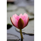 NYMPHAEA 'Maurice Laydeker' NYMPHAEA 'Maurice Laydeker'