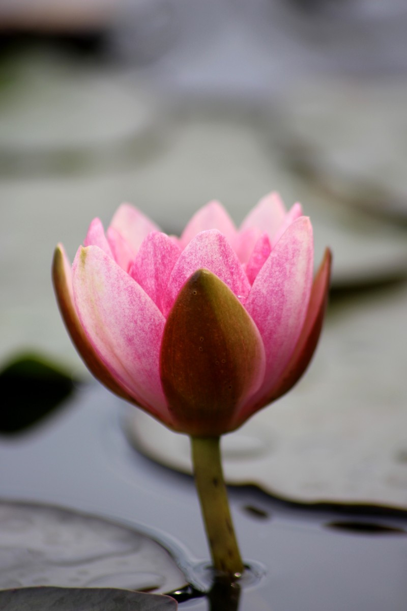 Achat Nymphaea X 'Laydekeri Purpurata' (Nénuphar, rouge pourpre)