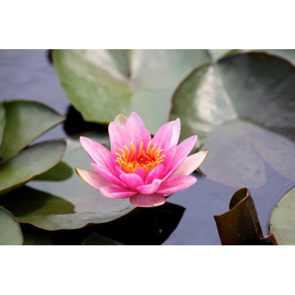 NYMPHAEA 'Maurice Laydeker'