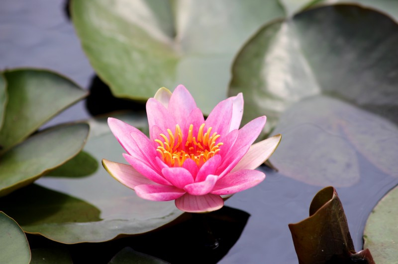 Achat Nymphaea X 'Laydekeri Purpurata' (Nénuphar, rouge pourpre)