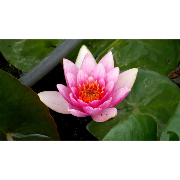 NYMPHAEA 'Maurice Laydeker'