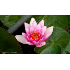NYMPHAEA 'Maurice Laydeker' NYMPHAEA 'Maurice Laydeker'
