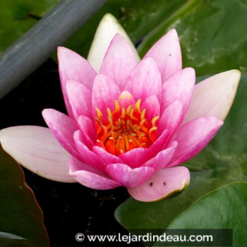 NYMPHAEA &#039;Maurice Laydeker&#039;