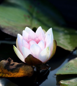 NYMPHAEA 'Newton'