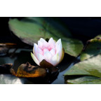 NYMPHAEA 'Newton' NYMPHAEA 'Newton'