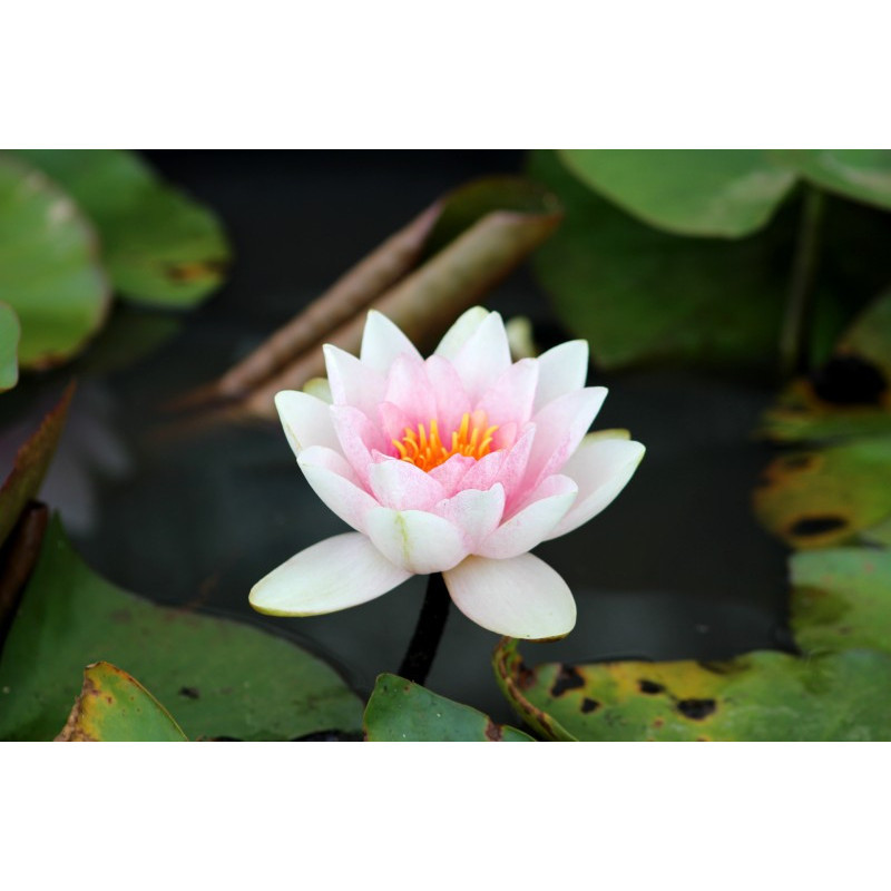 NYMPHAEA 'Newton' NYMPHAEA 'Newton'