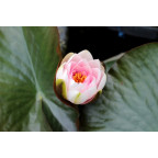 NYMPHAEA 'Newton' NYMPHAEA 'Newton'