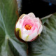 NYMPHAEA 'Newton'