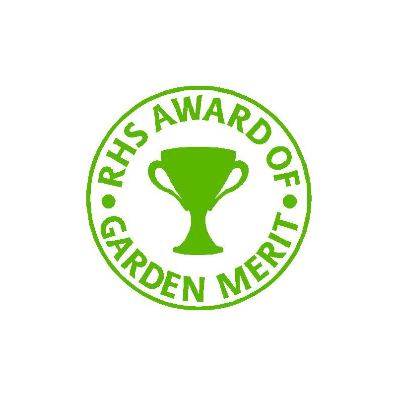 KIRENGESHOMA palmata, plante d'ombre, fleur jaune doux-Le Jardin d'Eau