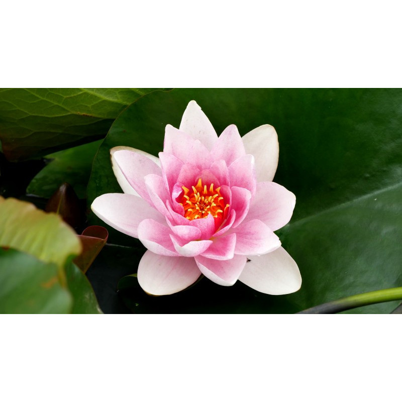 NYMPHAEA 'Newton' NYMPHAEA 'Newton'