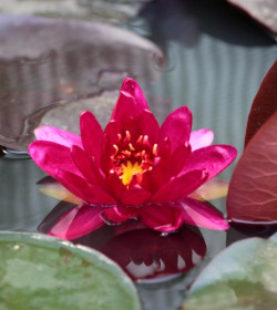 NYMPHAEA 'Perry's Red Glow'