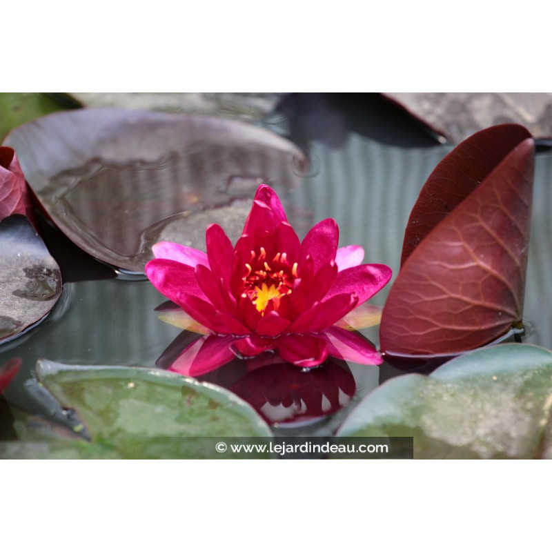 NYMPHAEA 'Perry's Red Glow'