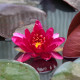 NYMPHAEA 'Perry's Red Glow'