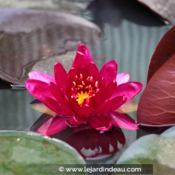 NYMPHAEA &#039;Perry&#039;s Red Glow&#039;
