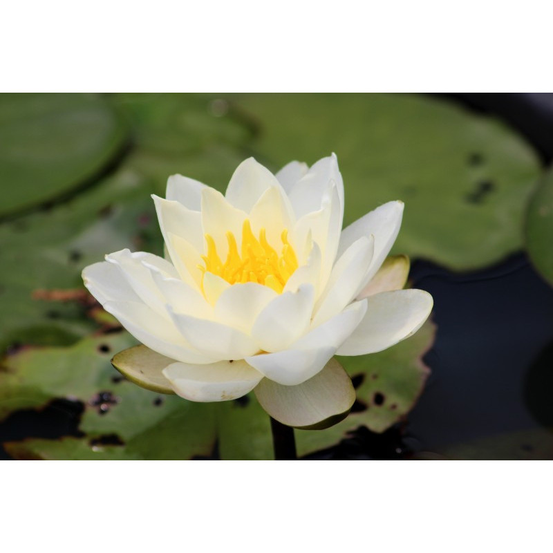 NYMPHAEA 'Perry's White Wonder' NYMPHAEA 'Perry's White Wonder'