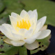NYMPHAEA 'Perry's White Wonder'