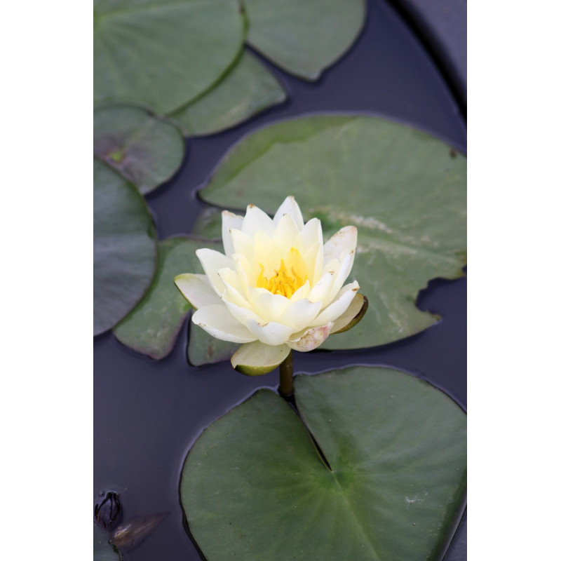 NYMPHAEA 'Perry's White Wonder' NYMPHAEA 'Perry's White Wonder'