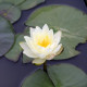 NYMPHAEA 'Perry's White Wonder'