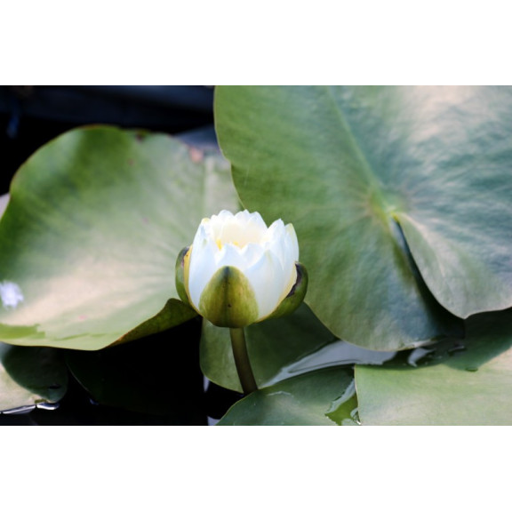 NYMPHAEA 'Perry's White Wonder'