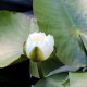 NYMPHAEA 'Perry's White Wonder'