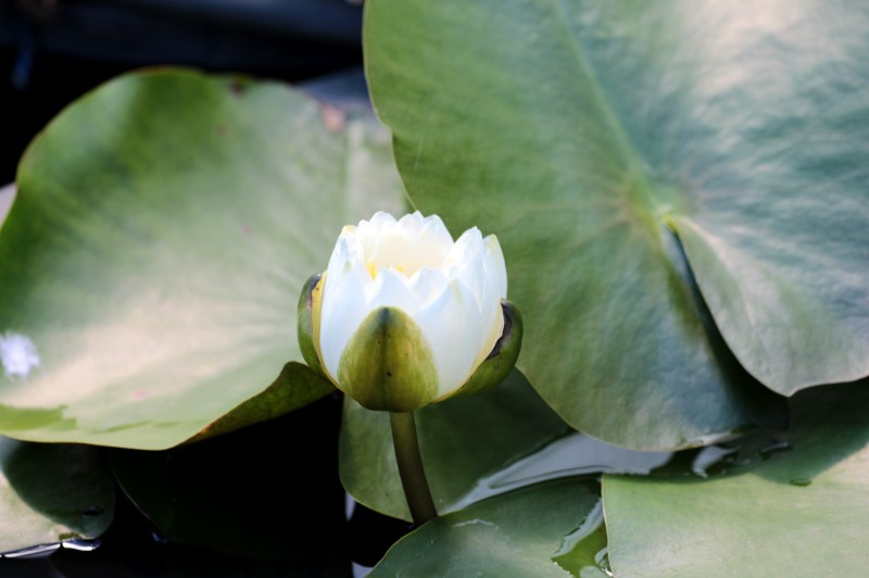 NYMPHAEA - NENUPHAR BLANC - 3L - RHIZOME