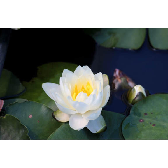 NYMPHAEA 'Perry's White Wonder'