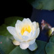 NYMPHAEA 'Perry's White Wonder'