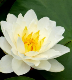 NYMPHAEA 'Perry's White Wonder'