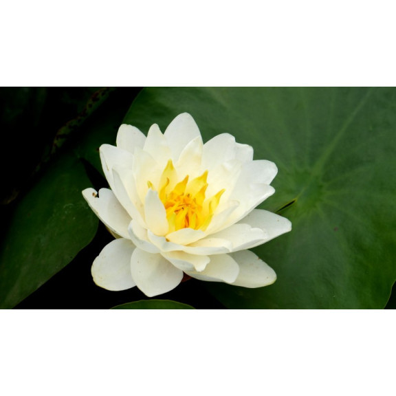 NYMPHAEA 'Perry's White Wonder'